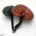 Reishi Mushroom extract