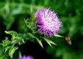 Milk Thistle extract