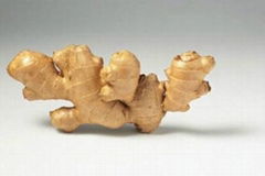 Ginger extract