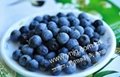 藍莓 2