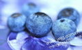 藍莓 5