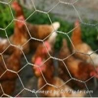 Chicken Wire