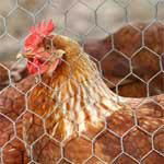 Chicken Wire 3