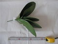 11.8"    Moth orchid large leaves 5