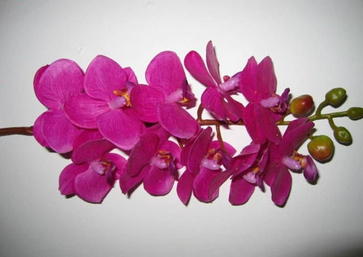 moth orchid