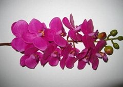 moth orchid