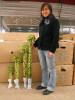 lucky bamboo(Dracaena sanderiana)