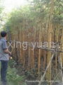 bamboo 1