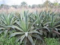 agave american 1