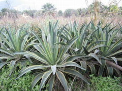 agave american