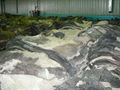 Salted Cow Hides 1