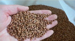 buckwheat grain