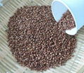 buckwheat grain 2