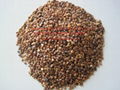 buckwheat grain 3