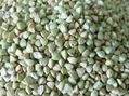 hulled buckwheat kernel 1