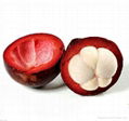 Supply Mangosteen Powder Extract 