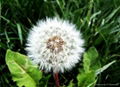 Supply Dandelion Extract Powder