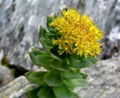 Supply Rhodiola Rosea Powder Extract