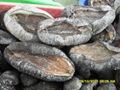 dried sea cucumber