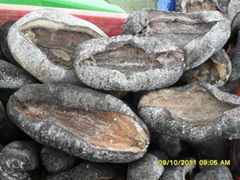 dried sea cucumber