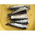 canned sardine in fish