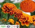 Selling Zeaxanthin from Marigold Extract