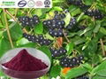 Selling Aronia melanocarpa extract 1