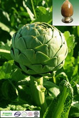 Selling Artichoke extract