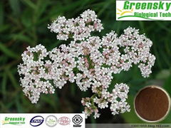 Selling Valerian Extract