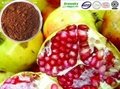 Selling Pomegranate extract