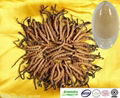 Selling Cordyceps extract 1