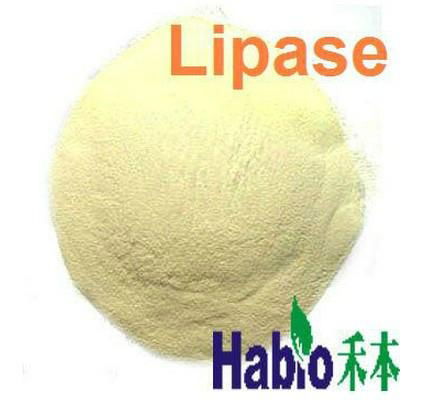 Feed Food Industry Lipase