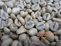 Vietnam coffee bean robusta and arabica