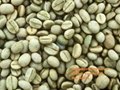 Vietnam coffee bean robusta and arabica for sell  4