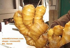 Vietnam ginger for sell 