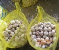 Vietnam garlic for sell