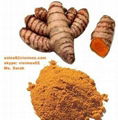 Vietnam turmeric for sell