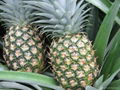 Extra Sweet Fresh Pineapple Golden MD2.