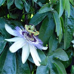 Passion Flower Extract