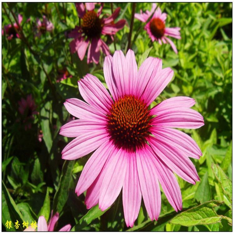 Echinacea Herb Extract - cy010 (China Manufacturer) - Plant Extract ...