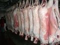 Halal Frozen Sheep Meat and chicken 1
