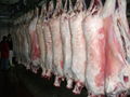 Halal Frozen goat meat,mutton, chicken and various parts  1