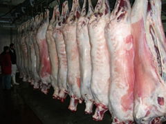 Halal Frozen goat meat,mutton, chicken and various parts 