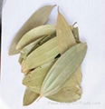 Bay leaf