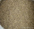 Cumin seeds for sale