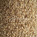 ROASTED WHITE SESAME SEED 1