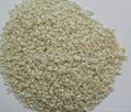 PEELED SESAME SEED 1