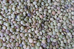 lentils