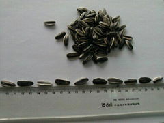 sunflower seeds