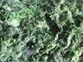 Sell dry seaweed tree or powder 1